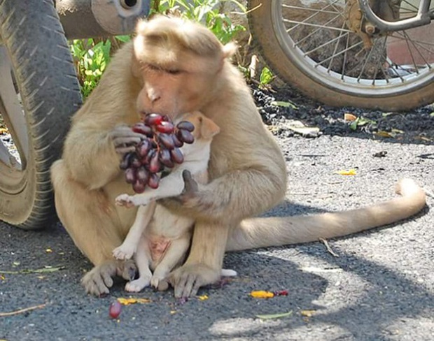Khỉ mẹ cưu mang chú chó nhỏ như chính con đẻ của mình - Ảnh 7.
