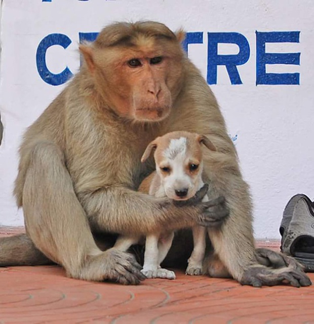 Khỉ mẹ cưu mang chú chó nhỏ như chính con đẻ của mình - Ảnh 8.