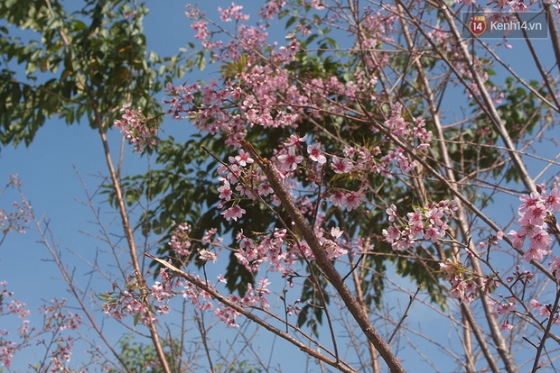 Chùm ảnh: Hoa mai anh đào chớm nở trên những cung đường đèo ở Đà Lạt - Ảnh 8.