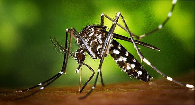 Virus Zika sẽ không còn đáng sợ nữa với phát hiện mới này - Ảnh 2.