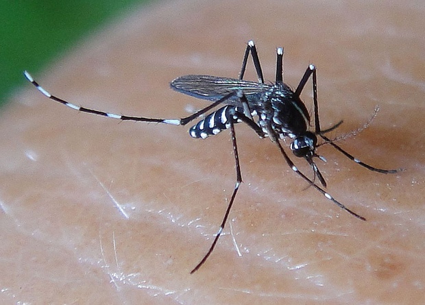Hai bệnh nhân đầu tiên ở Việt Nam nhiễm virus Zika là do muỗi truyền - Ảnh 2.