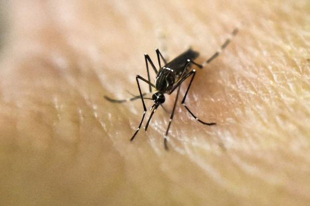​Malaysia xác nhận ca nhiễm Zika đầu tiên - Ảnh 1.