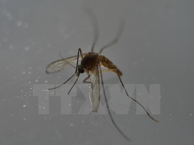 Malaysia: Bệnh nhân nhiễm virus Zika tử vong do biến chứng tim - Ảnh 1.