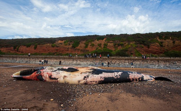 Xác cá voi khổng lồ dạt vào bờ, người dân lo sợ cú nổ nội tạng kinh hoàng - Ảnh 2.