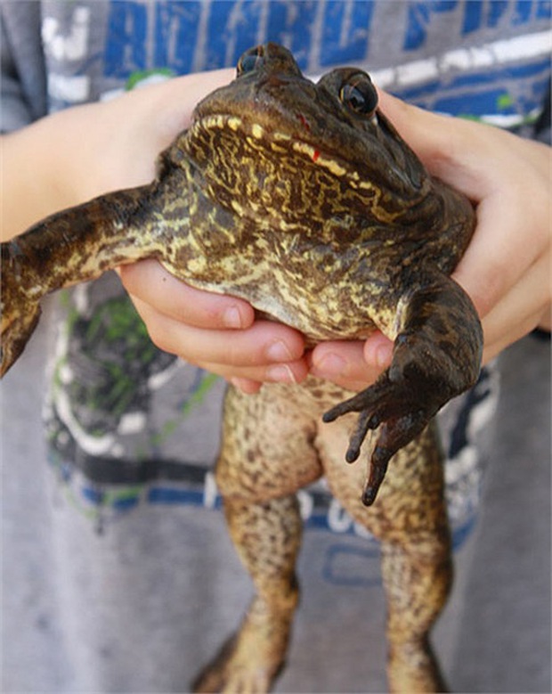 Самая большая жаба в мире фото и вес