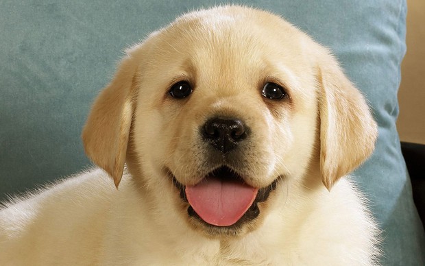 14 lý do chứng minh người yêu có thể không có nhưng chó nhất định phải có một con - Ảnh 10.
