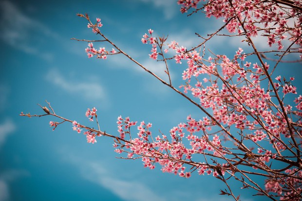 Bạn có biết: Nơi nào ở miền Bắc có những mùa hoa đẹp nhất năm 2015? - Ảnh 10.