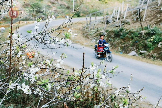 Bạn có biết: Nơi nào ở miền Bắc có những mùa hoa đẹp nhất năm 2015? - Ảnh 14.