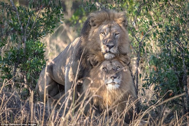 Chuyện tình 2 chú sư tử đồng tính ở Kenya: Thảo nguyên mát lành, anh làm em vui - Ảnh 3.