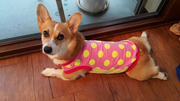 Chú chó corgi với biểu cảm hờn cả thế giới khi cho vào lò sấy lông vì không thích ồn ào - Ảnh 2.