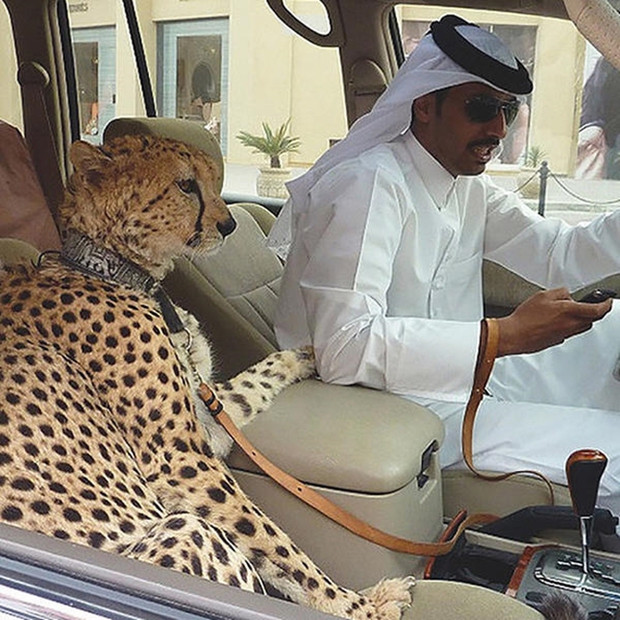 Ả Rập Saudi cấm người dân nuôi mãnh thú: Giới thượng lưu sẽ khoe giàu theo cách điên rồ nào nữa? - Ảnh 1.