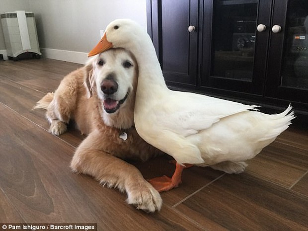 It sounds wrong, but dogs and ducks can still be best friends - Photo 1.
