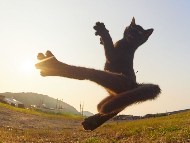 Chụp lén các boss mèo tập võ luyện chưởng như phim kiếm hiệp - Ảnh 1.