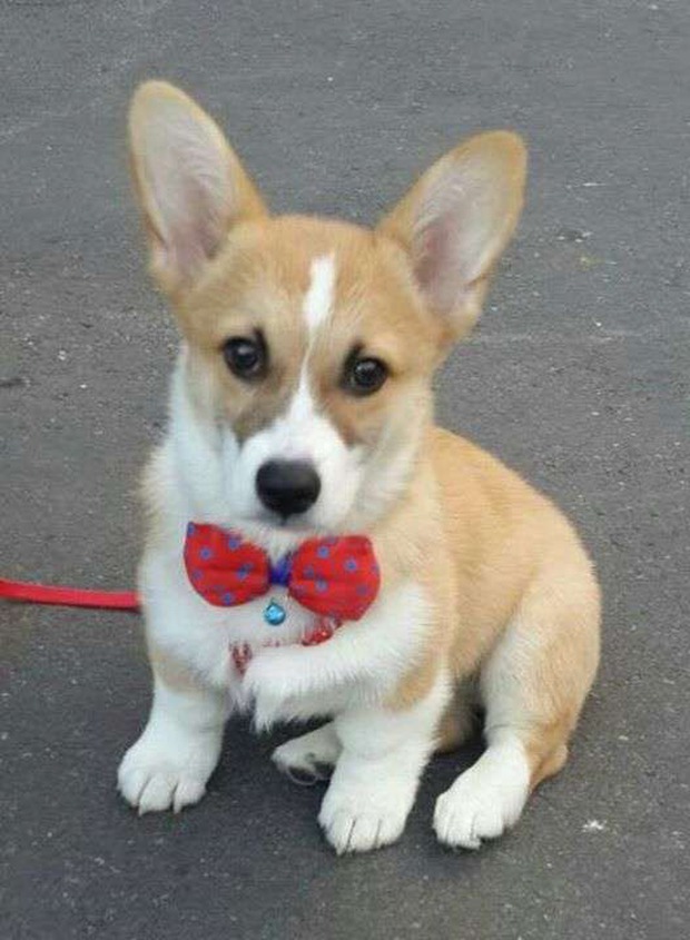 Chú chó corgi với biểu cảm hờn cả thế giới khi cho vào lò sấy lông vì không thích ồn ào - Ảnh 1.