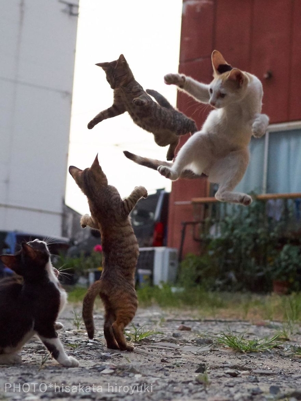 Chụp lén các boss mèo tập võ luyện chưởng như phim kiếm hiệp - Ảnh 3.