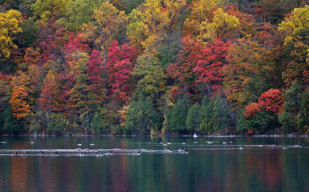 Ngắm phong cảnh đẹp đến ngoạn mục của những khu rừng vào mùa thu - Ảnh 24.