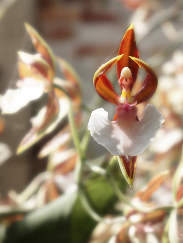 14 loài hoa có hình dạng kỳ lạ nhất thế giới - Ảnh 17.