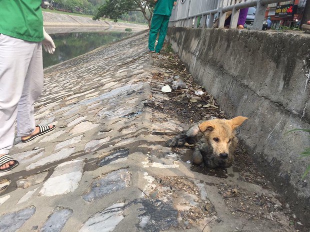 Hà Nội: Chú chó mắc bệnh carre khó chữa bị chủ thẳng tay ném xuống sông Tô Lịch - Ảnh 4.
