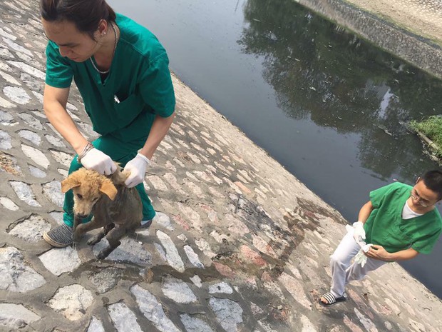 Hà Nội: Chú chó mắc bệnh carre khó chữa bị chủ thẳng tay ném xuống sông Tô Lịch - Ảnh 3.