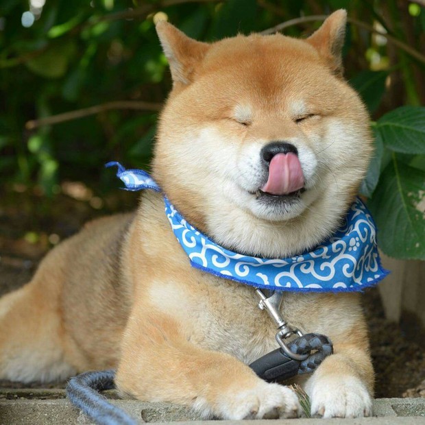 Chú chó Shiba Inu đẹp trai, vui tính được mệnh danh thánh biểu cảm của Nhật Bản - Ảnh 4.