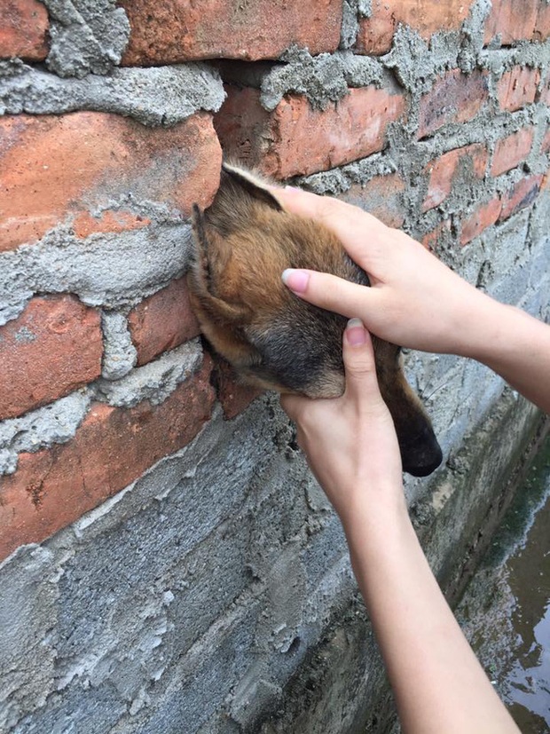 Cư dân mạng thích thú trước câu chuyện chàng trai nhiệt tình đục tường giải cứu chú chó nhỏ bị mắc kẹt - Ảnh 2.