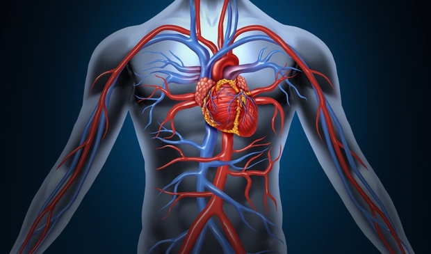 Tăng độ đàn hồi động mạch, thúc đẩy tuần hoàn máu hiệu quả với duy nhất 1 động tác dễ thực hiện - Ảnh 1.