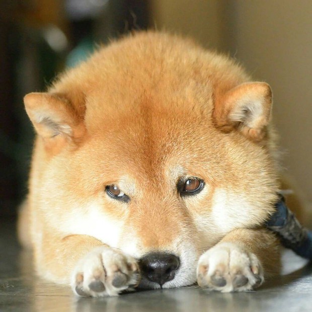 Chú chó Shiba Inu đẹp trai, vui tính được mệnh danh thánh biểu cảm của Nhật Bản - Ảnh 7.