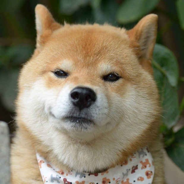 Chú chó Shiba Inu đẹp trai, vui tính được mệnh danh thánh biểu cảm của Nhật Bản - Ảnh 9.