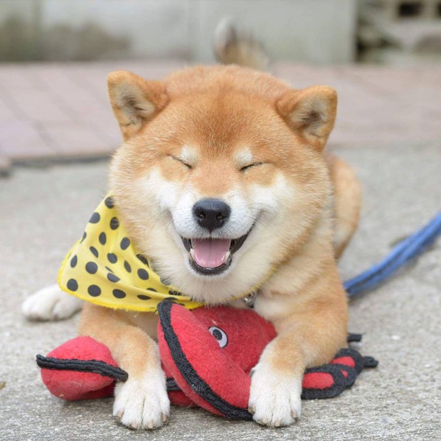 Chú chó Shiba Inu đẹp trai, vui tính được mệnh danh thánh biểu cảm của Nhật Bản - Ảnh 6.