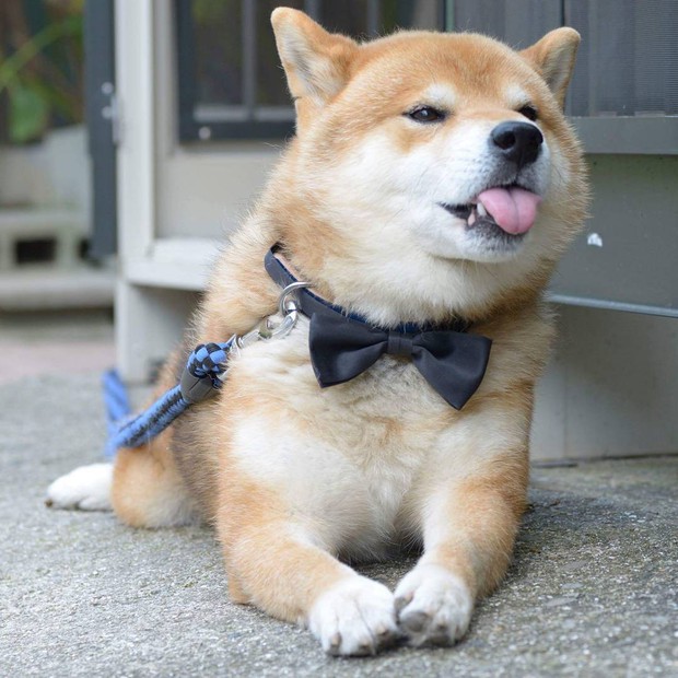 Chú chó Shiba Inu đẹp trai, vui tính được mệnh danh thánh biểu cảm của Nhật Bản - Ảnh 11.
