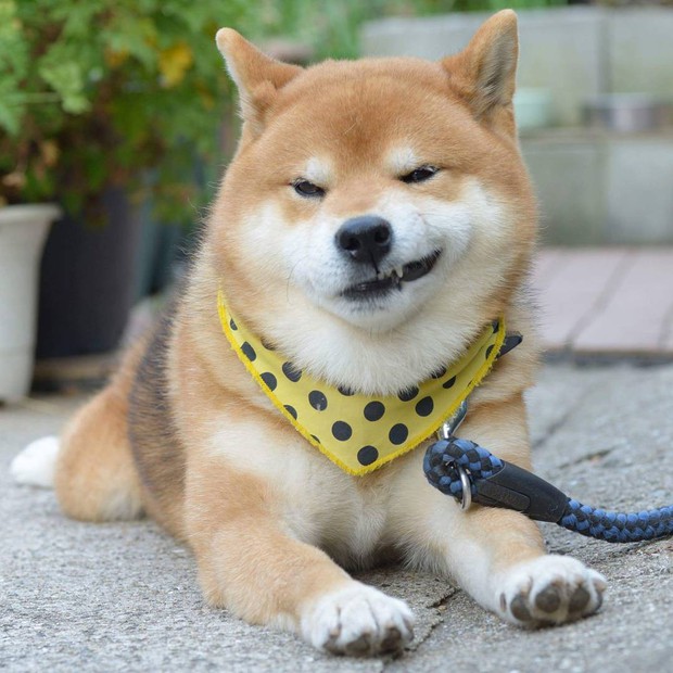 Chú chó Shiba Inu đẹp trai, vui tính được mệnh danh thánh biểu cảm của Nhật Bản - Ảnh 12.
