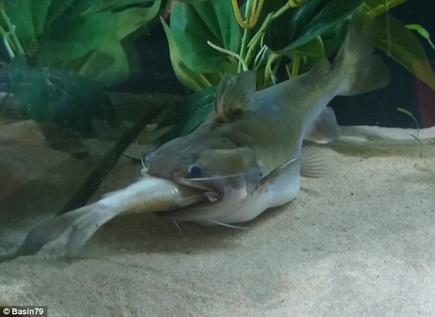 Sự thật quái vật cá lớn nuốt cá bé đang xôn xao cư dân mạng - Ảnh 4.