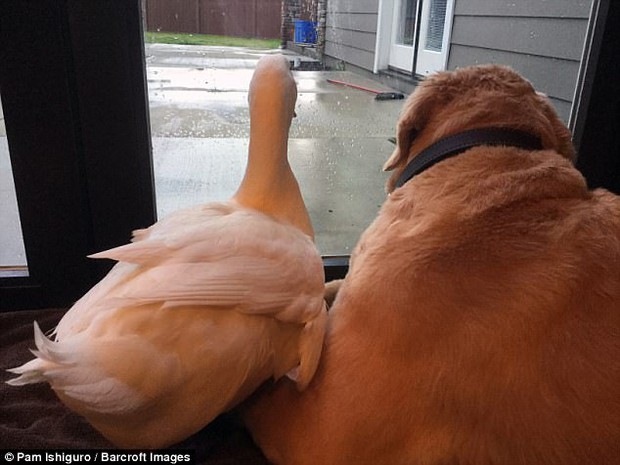 It sounds wrong, but dogs and ducks can still be best friends - Photo 3.