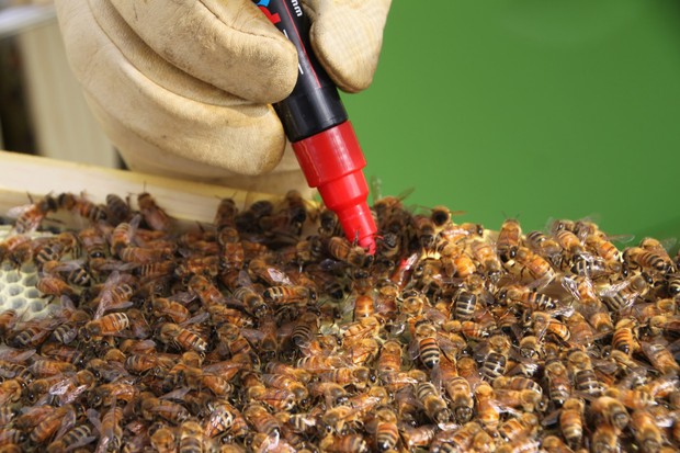 Đằng sau sự ngọt ngào: Sự thật khủng khiếp bên trong các trại nuôi ong lấy mật - Ảnh 4.