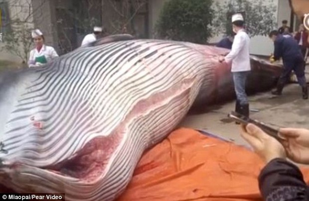 Trung Quốc: Nhà hàng mua cá voi 8 tấn, yêu cầu đầu bếp giết thịt trước mặt quan khách - Ảnh 2.
