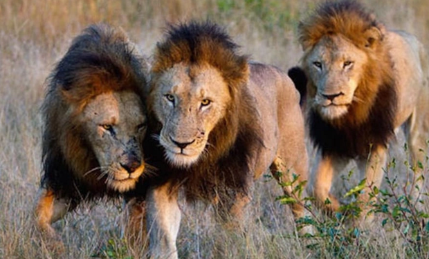 7 người đàn ông bắt cóc và đánh đập bé gái 12 tuổi, không hề biết rằng 3 con sư tử đang theo dõi phía sau - Ảnh 1.