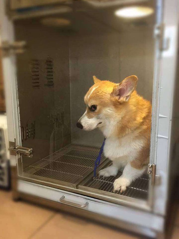 Chú chó corgi với biểu cảm hờn cả thế giới khi cho vào lò sấy lông vì không thích ồn ào - Ảnh 4.