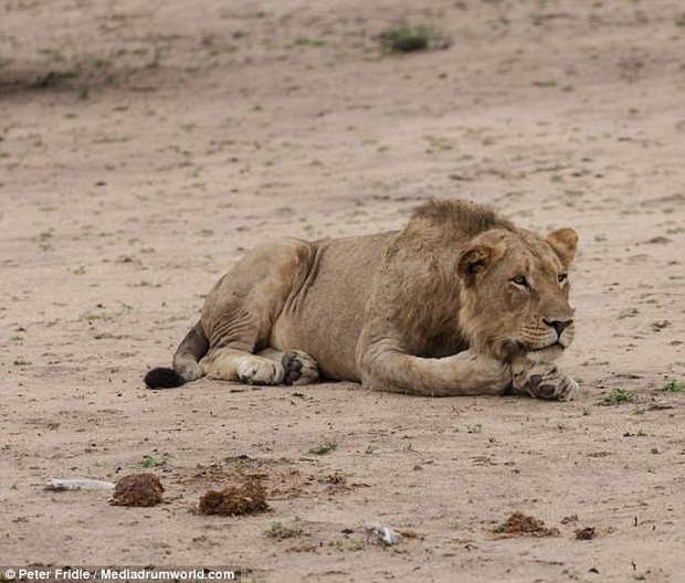 Bé gái 10 tuổi bị sư tử vồ chết trước mặt dì ruột ở Zimbabwe - Ảnh 1.