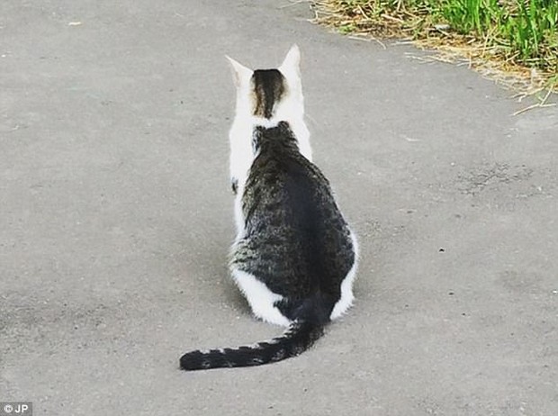 Chú mèo sở hữu đốm lông hình mèo béo sau lưng - Ảnh 1.