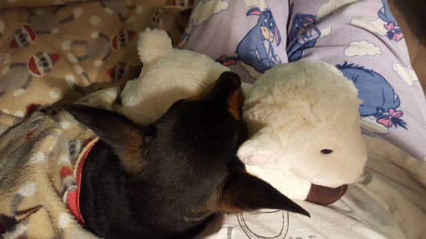 Người bạn cừu khuyết tật qua đời, chú chó Chihuahua buồn rầu lấy con cừu nhồi bông ra ôm - Ảnh 5.