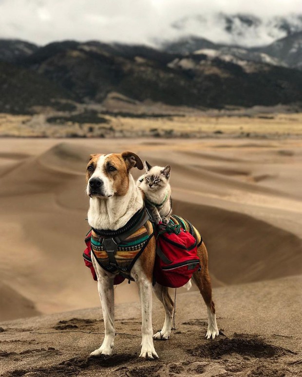 Cặp đôi phượt thủ chó mèo cùng nhau đi tới chân trời góc bể - Ảnh 11.