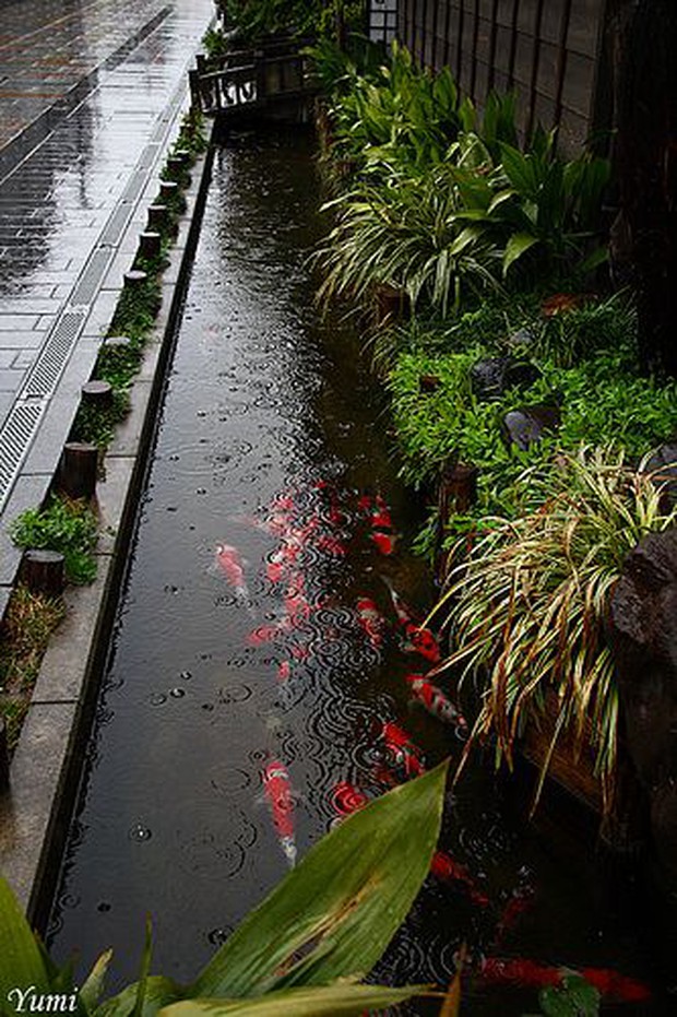 Không thể tin được, đàn cá chép lại có thể sinh sống trong một rãnh nước thải tại Nhật Bản! - Ảnh 3.