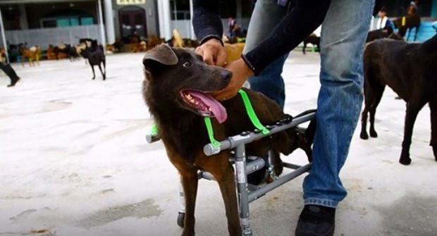 Nam kỹ sư dành 8 năm tự chế xe lăn, giúp đỡ 400 chú chó hoang tật nguyền hòa nhập với thế giới - Ảnh 6.