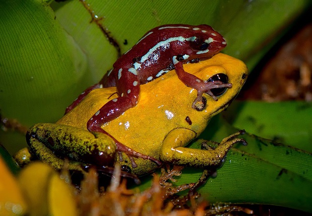 Con ếch độc bậc nhất thế giới và bí ẩn đằng sau nó cuối cùng đã được khoa học giải đáp - Ảnh 2.