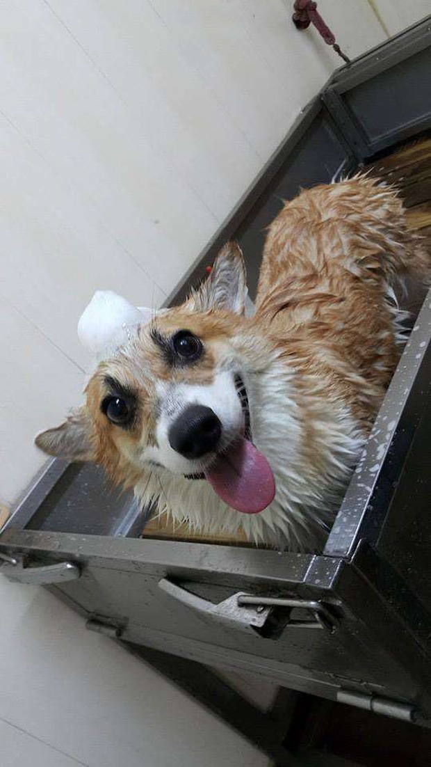 Chú chó corgi với biểu cảm hờn cả thế giới khi cho vào lò sấy lông vì không thích ồn ào - Ảnh 3.