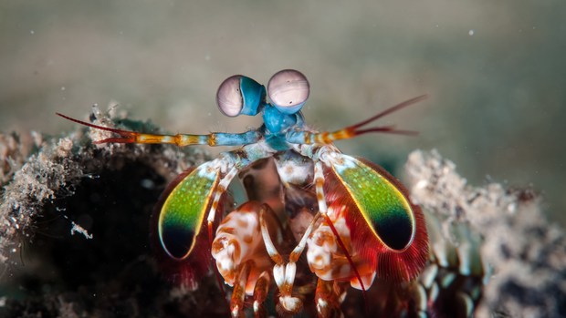 Dài 10cm và sống dưới đại dương, sinh vật này có thể thay đổi cả thế giới - Ảnh 4.