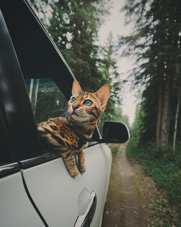 Gặp gỡ chú mèo xinh đẹp cùng cô chủ đi du lịch khắp thế gian - Ảnh 5.