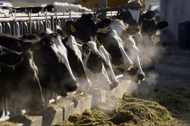 Làm quen với những siêu bò chống biến đổi khí hậu của nông dân Ireland - Ảnh 2.