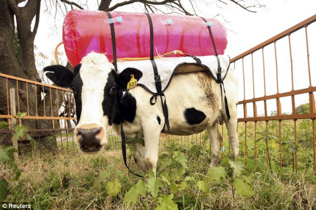 Làm quen với những siêu bò chống biến đổi khí hậu của nông dân Ireland - Ảnh 1.