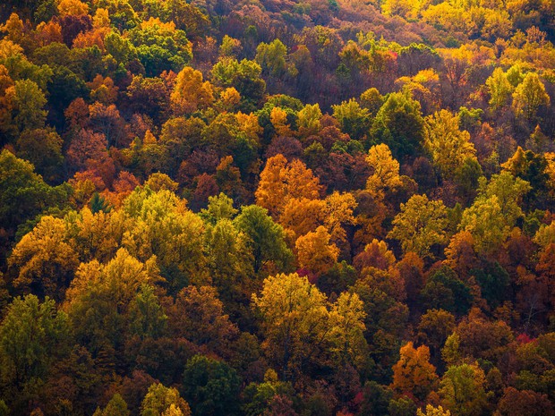 Ngắm phong cảnh đẹp đến ngoạn mục của những khu rừng vào mùa thu - Ảnh 30.
